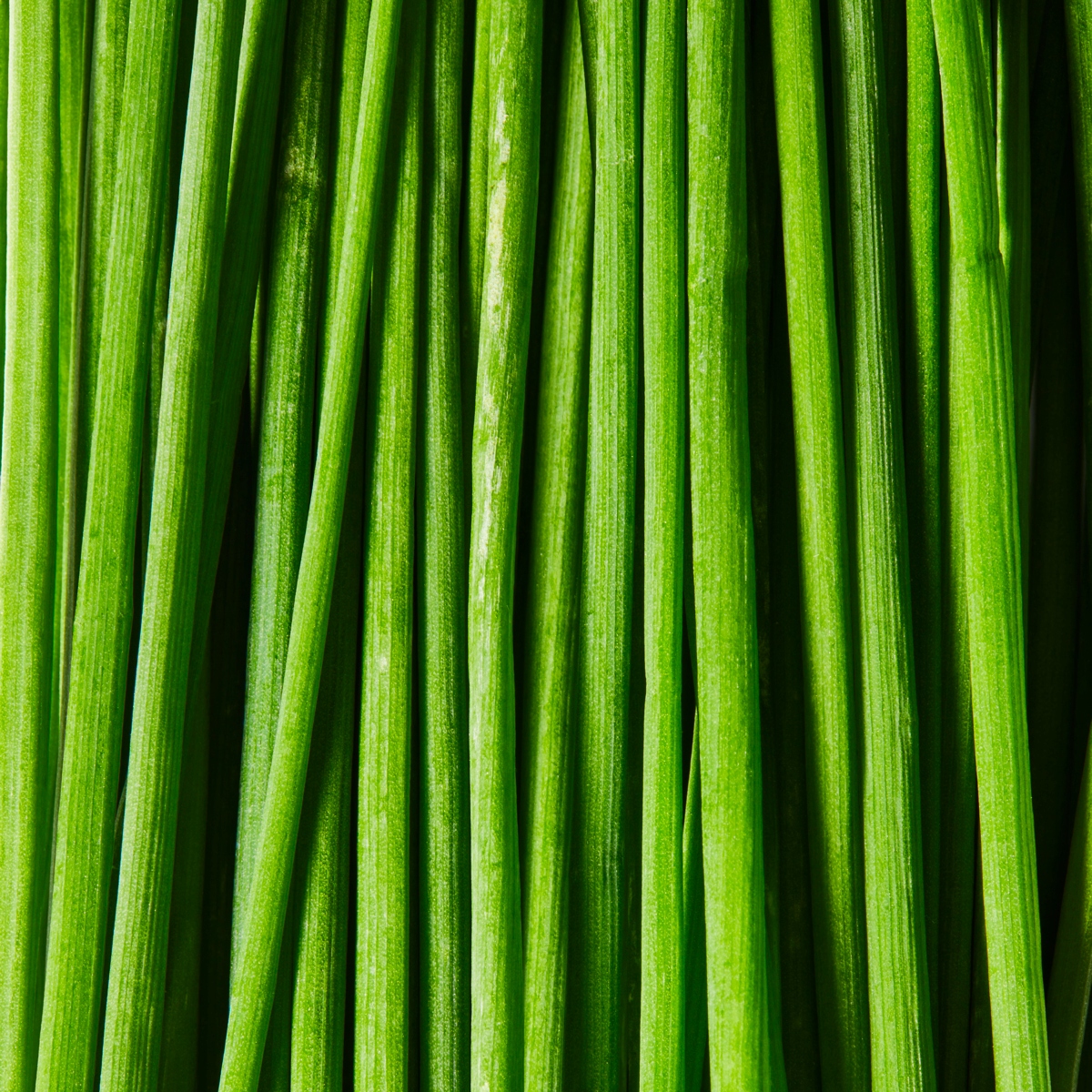 green plant close up shot